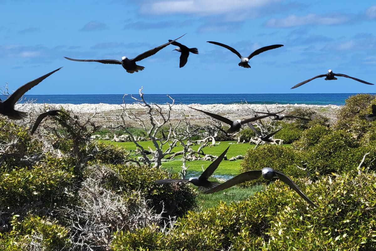 Houtman Abrolhos Islands National Park Birds flying above low shrub with the ocean in the background.