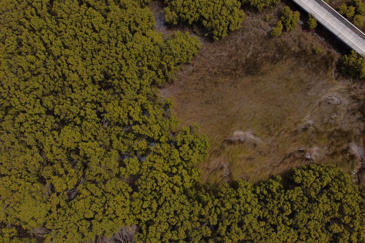 Mangrove Cove boardwalk Aerial view of shrubs and a boardwalk.