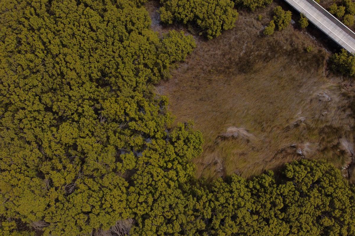 Aerial view of shrubs and a boardwalk. 