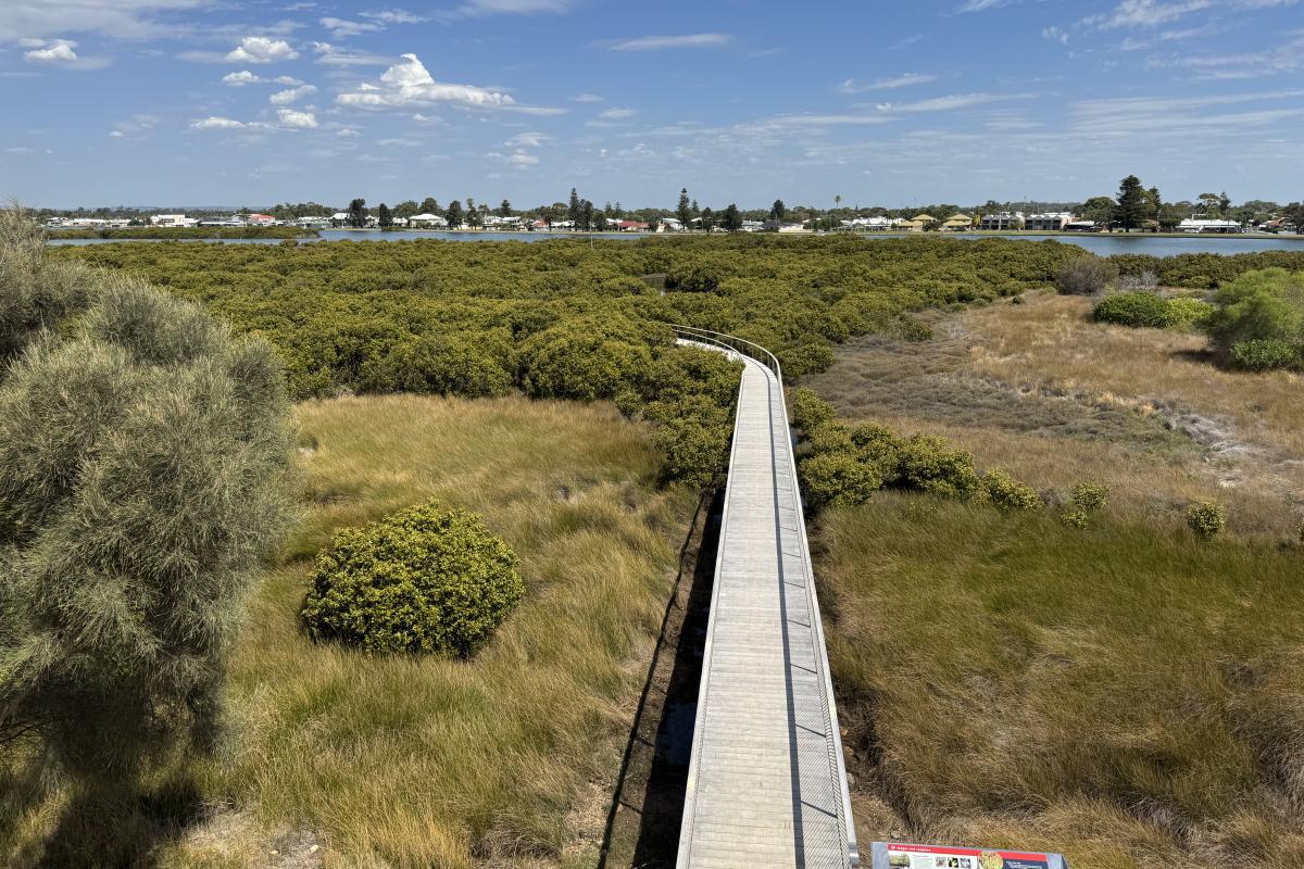 Boardwalk leading over small shrubs. 