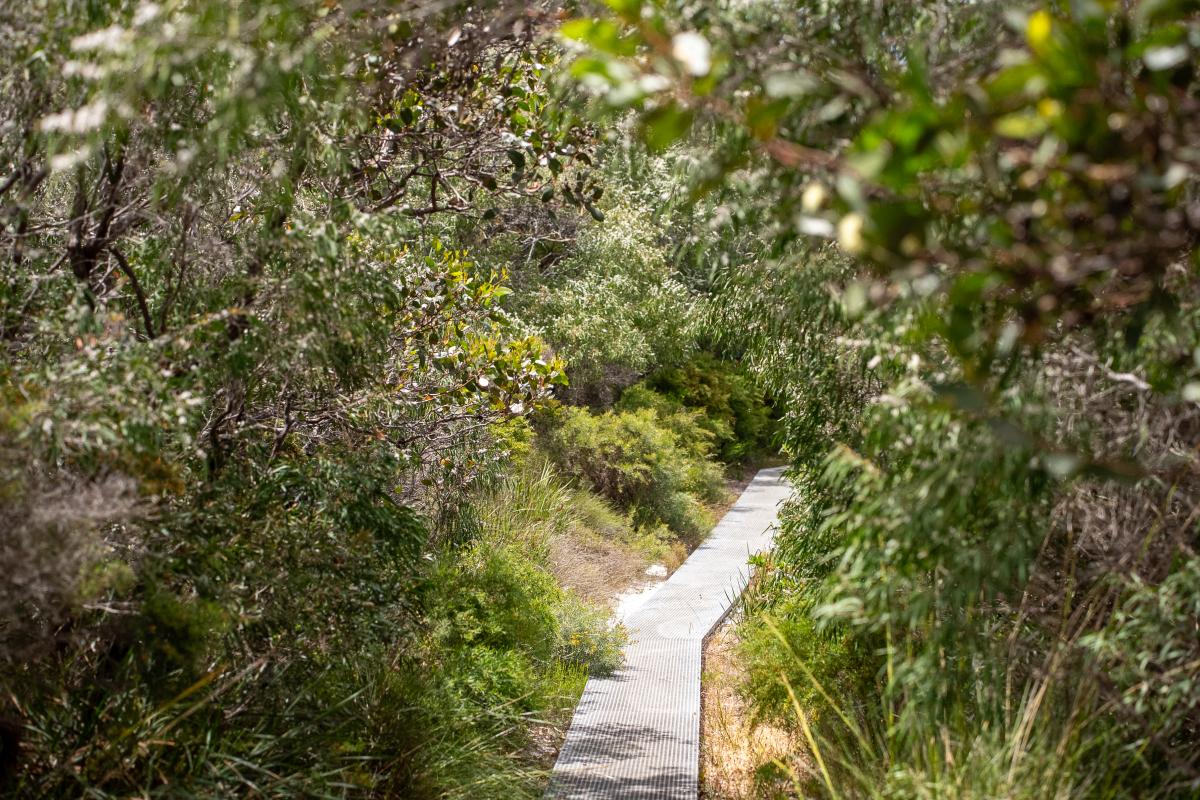 Path through trees. 