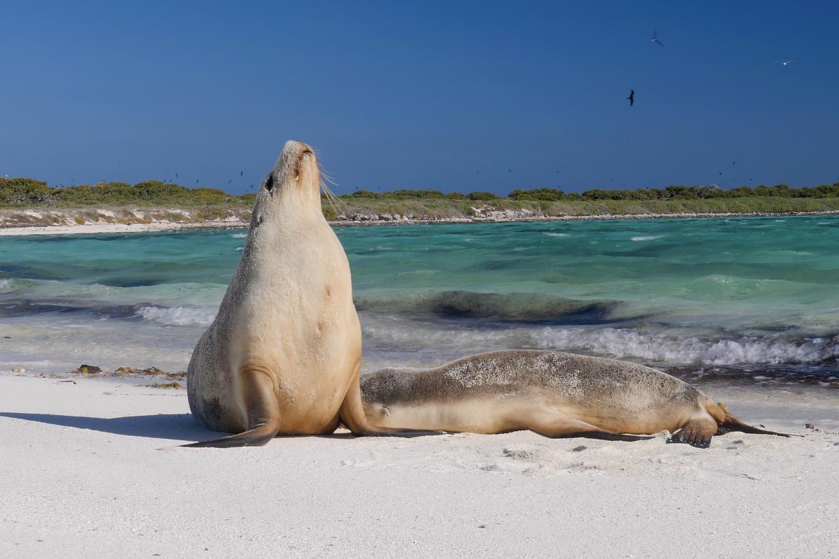 Sea lions Sea lion sitting on the beach.
