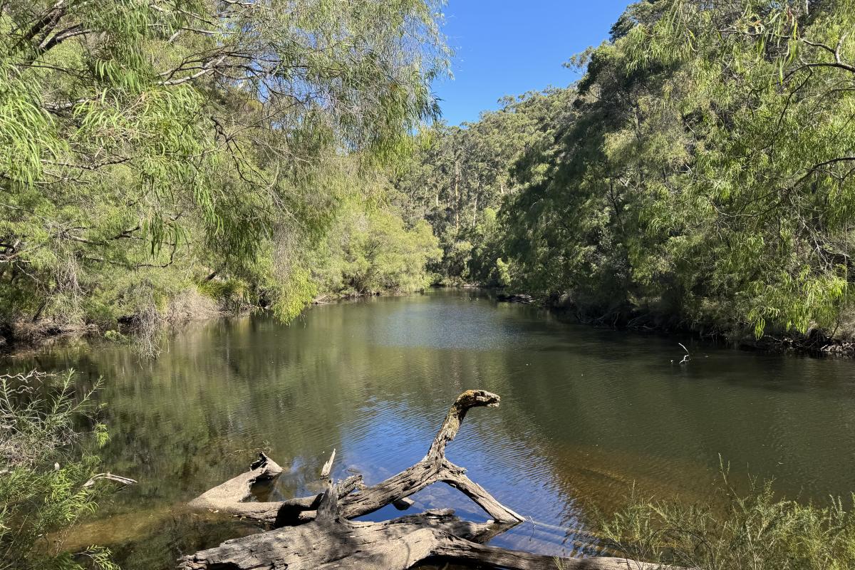 Warren River at Maiden Bush