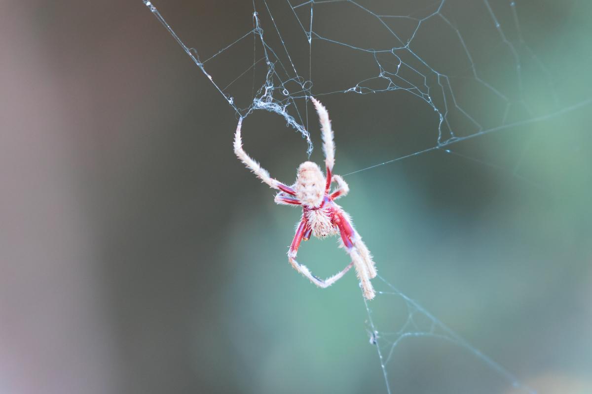 Small colourful spider sitting in a web. 