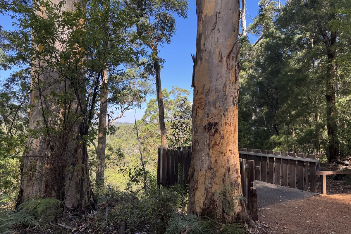 Warren Lookout