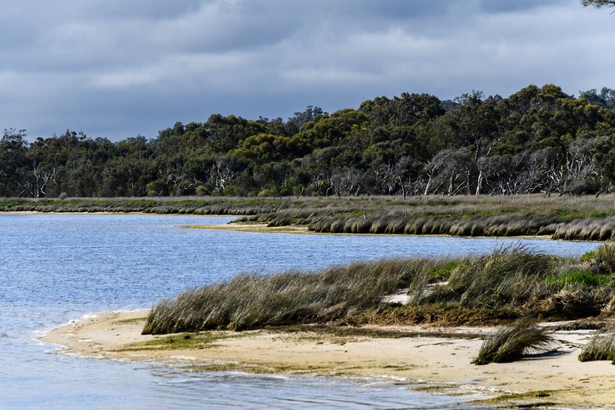 Sandy beach covered in long grass blowing in the wind. 
