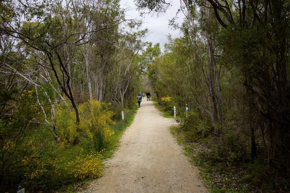 Path leading between small trees. In the distance there are 4 people walking. 