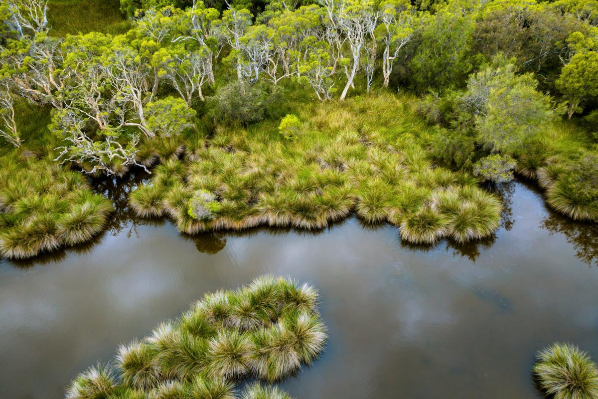 Aerial view of bushland fringing a body of water.