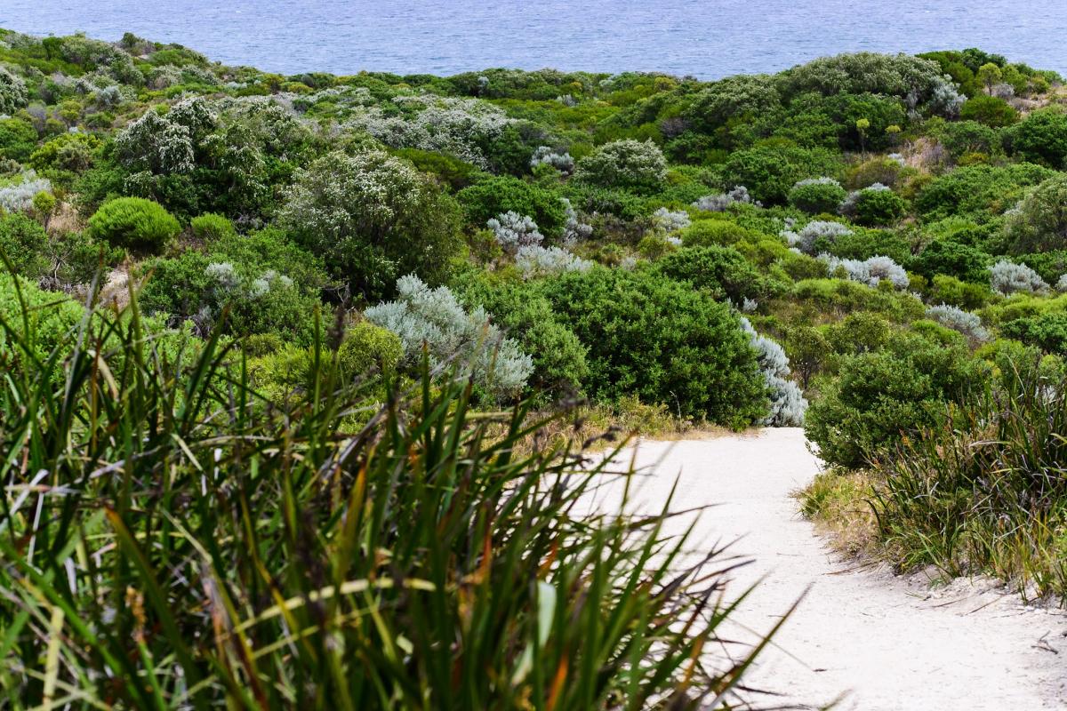 Sandy path leading between low shrubs. 