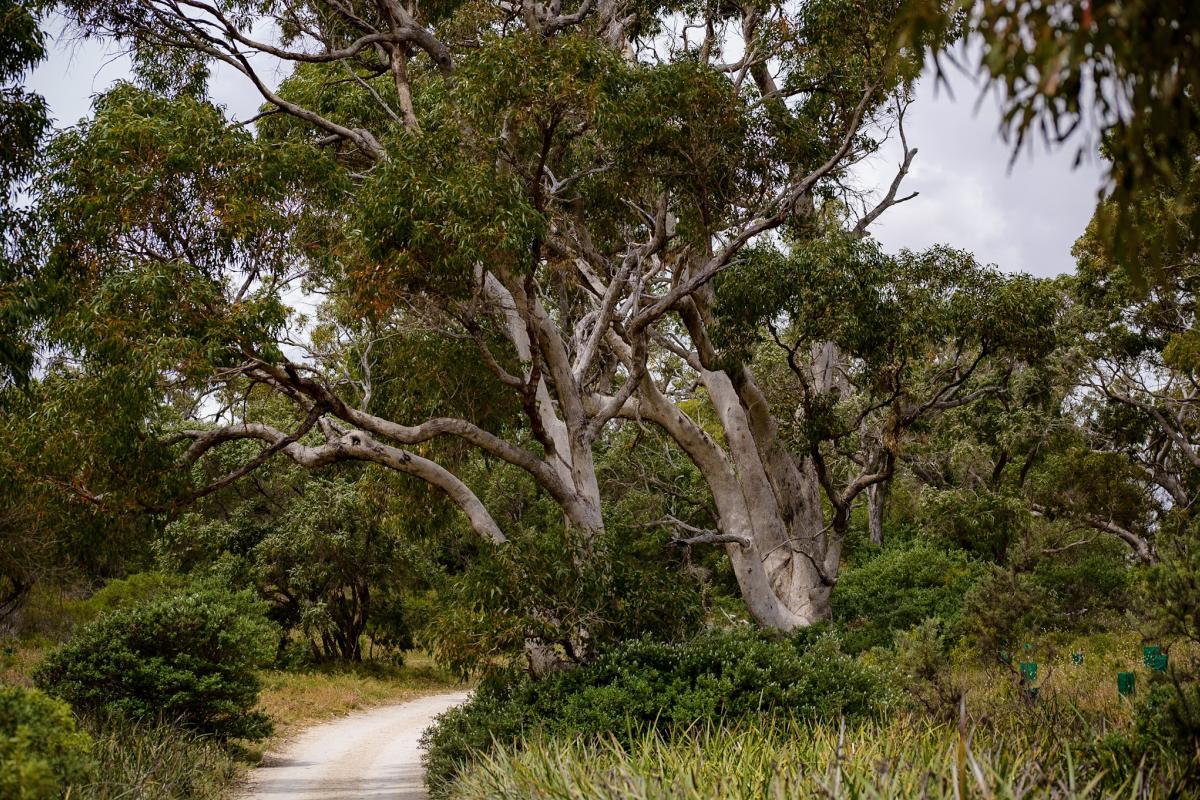 Path leading between tall trees.
