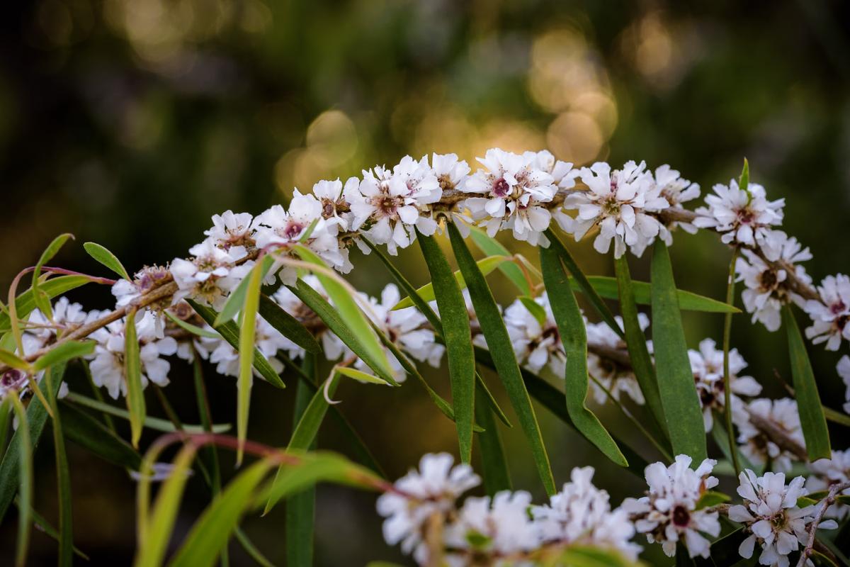 Small clusters of white flowers on a branch. 