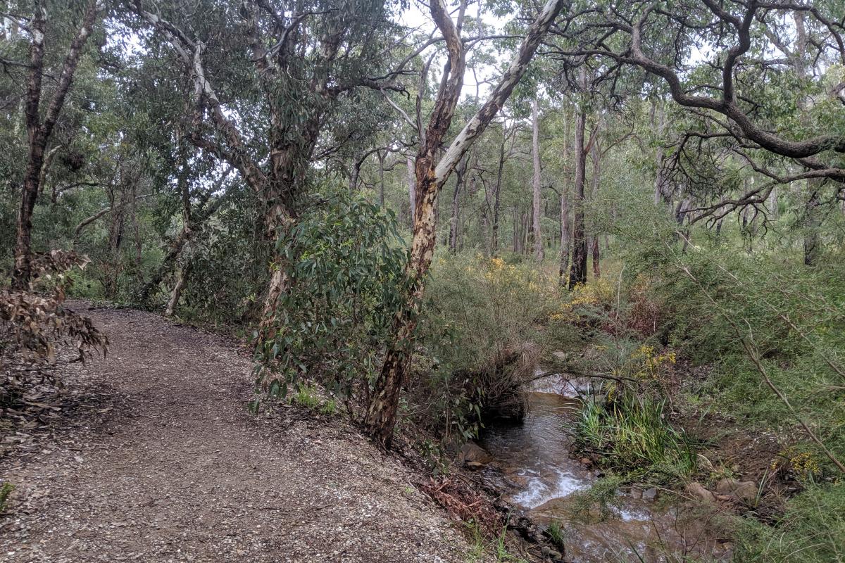 Trail alongside Lesmurdie Brook Trail alongside Lesmurdie Brook
