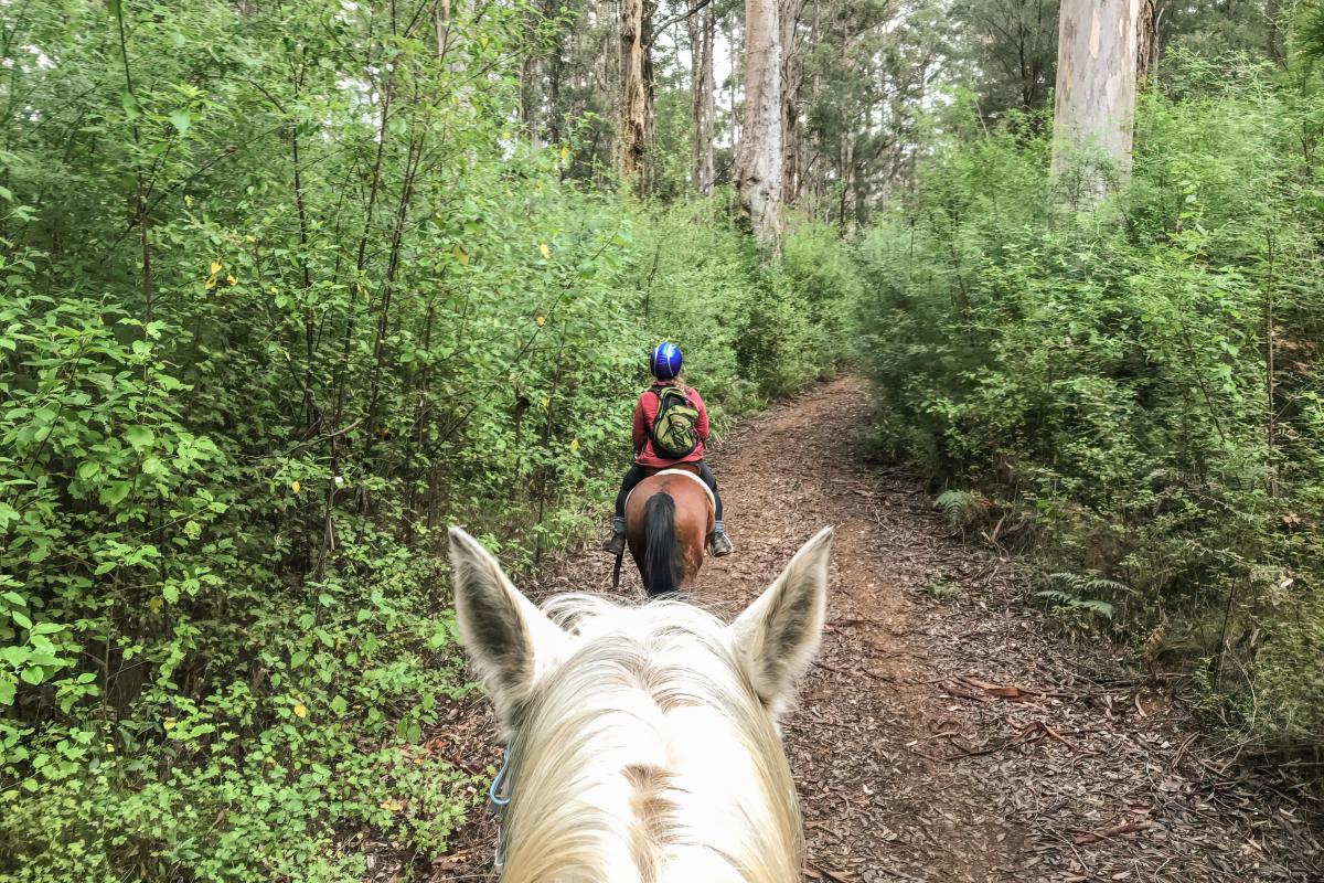 Bridle trails in Shannon National Park View of horse trail while riding a horse.