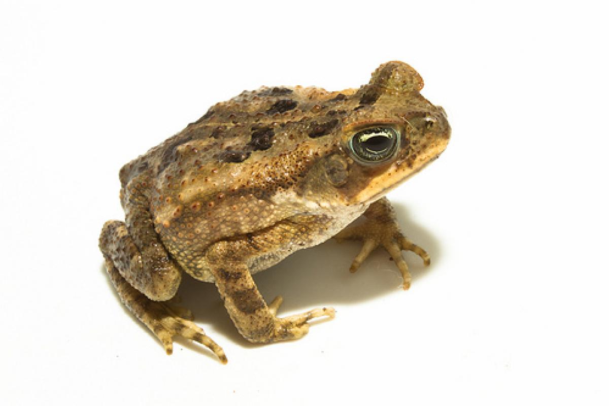 Cane toad on white background.