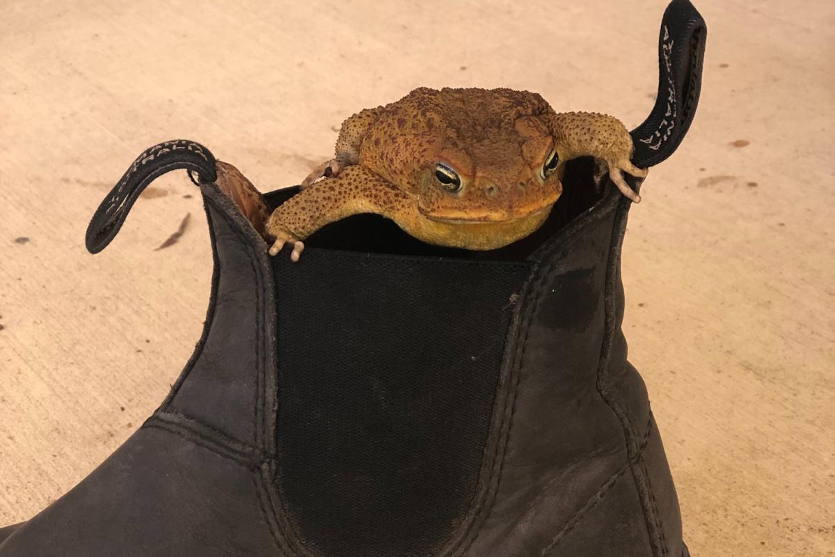 Cane toad on brown boot. 