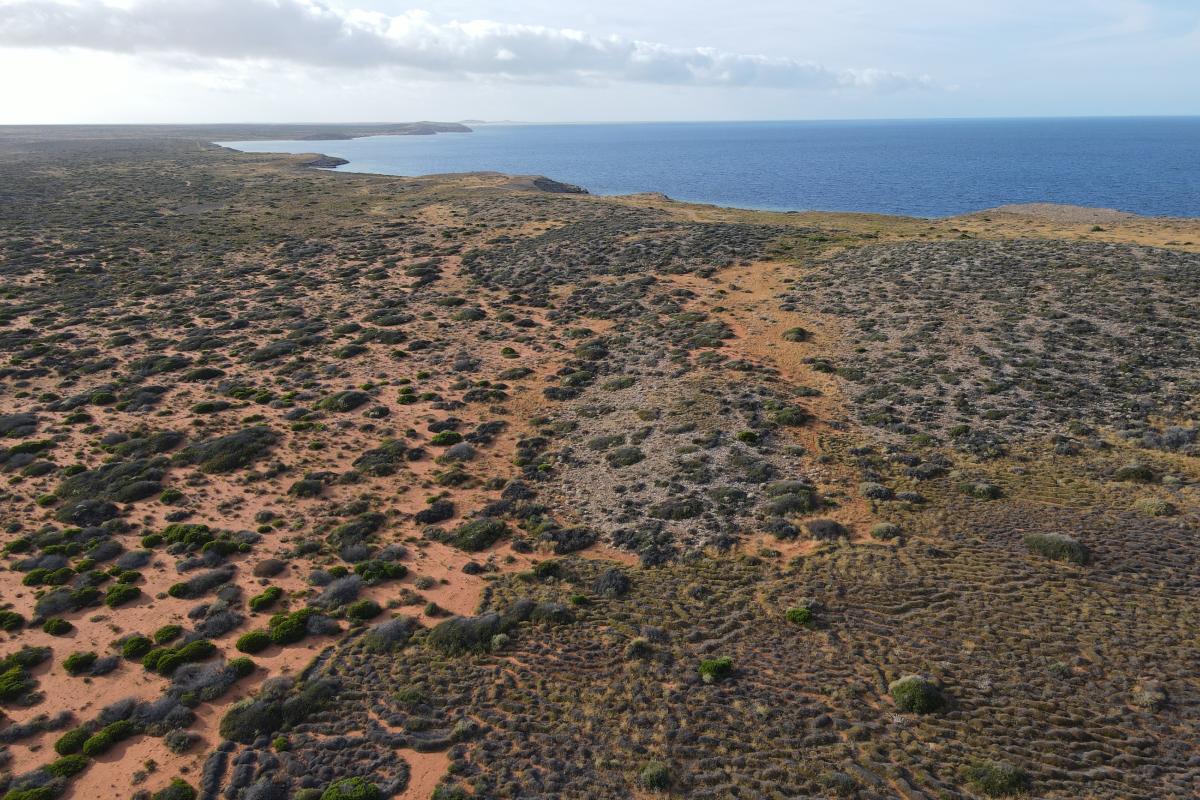 Aerial view of small green shrubs growing in red sand leading towards the beach. 