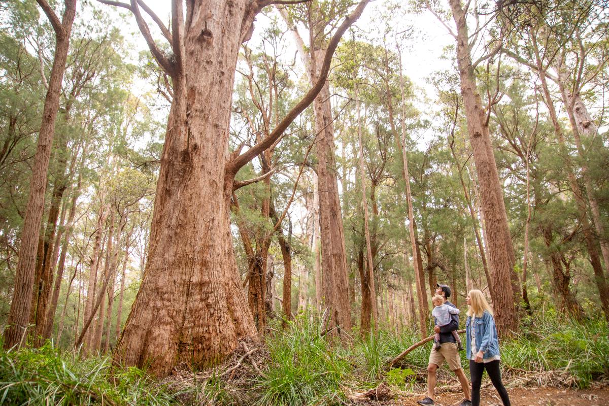 Two people, one carrying a small child walking on a trail in a forest. 