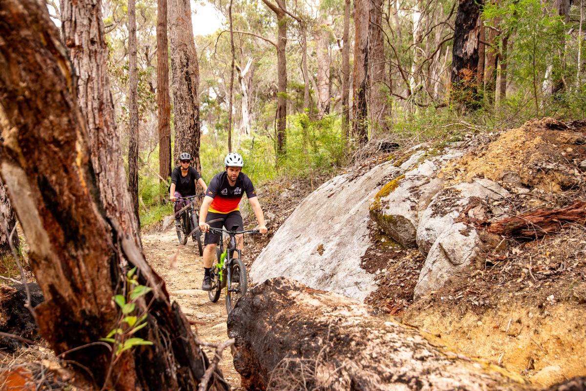 Two people riding bikes on a trail in the forest. 