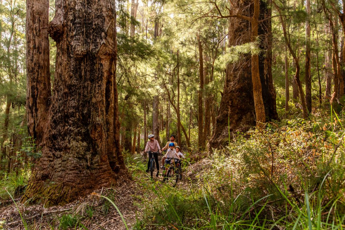 People on bikes on a trail in the forest. 