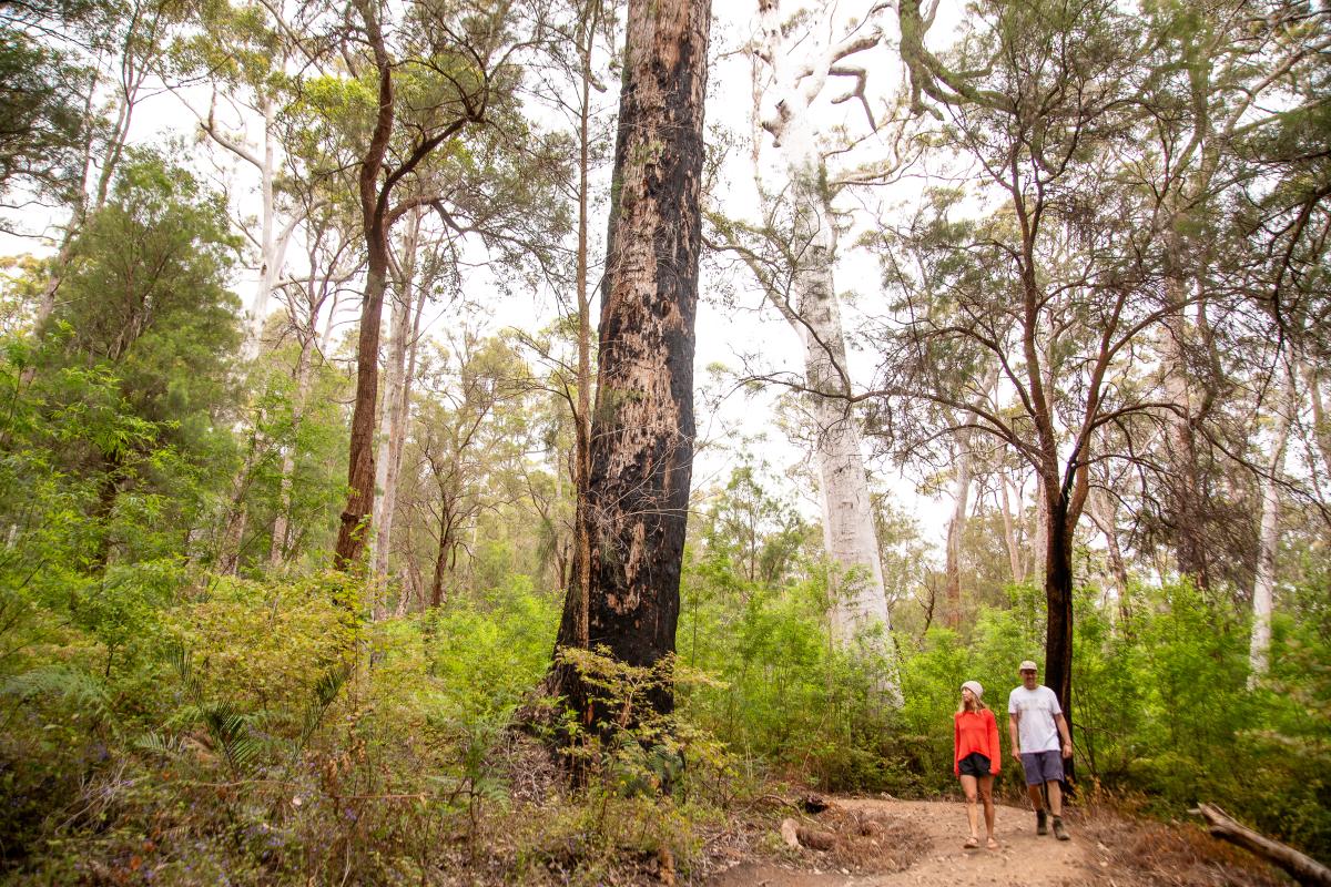 Two people walking on a trail in the forest. 