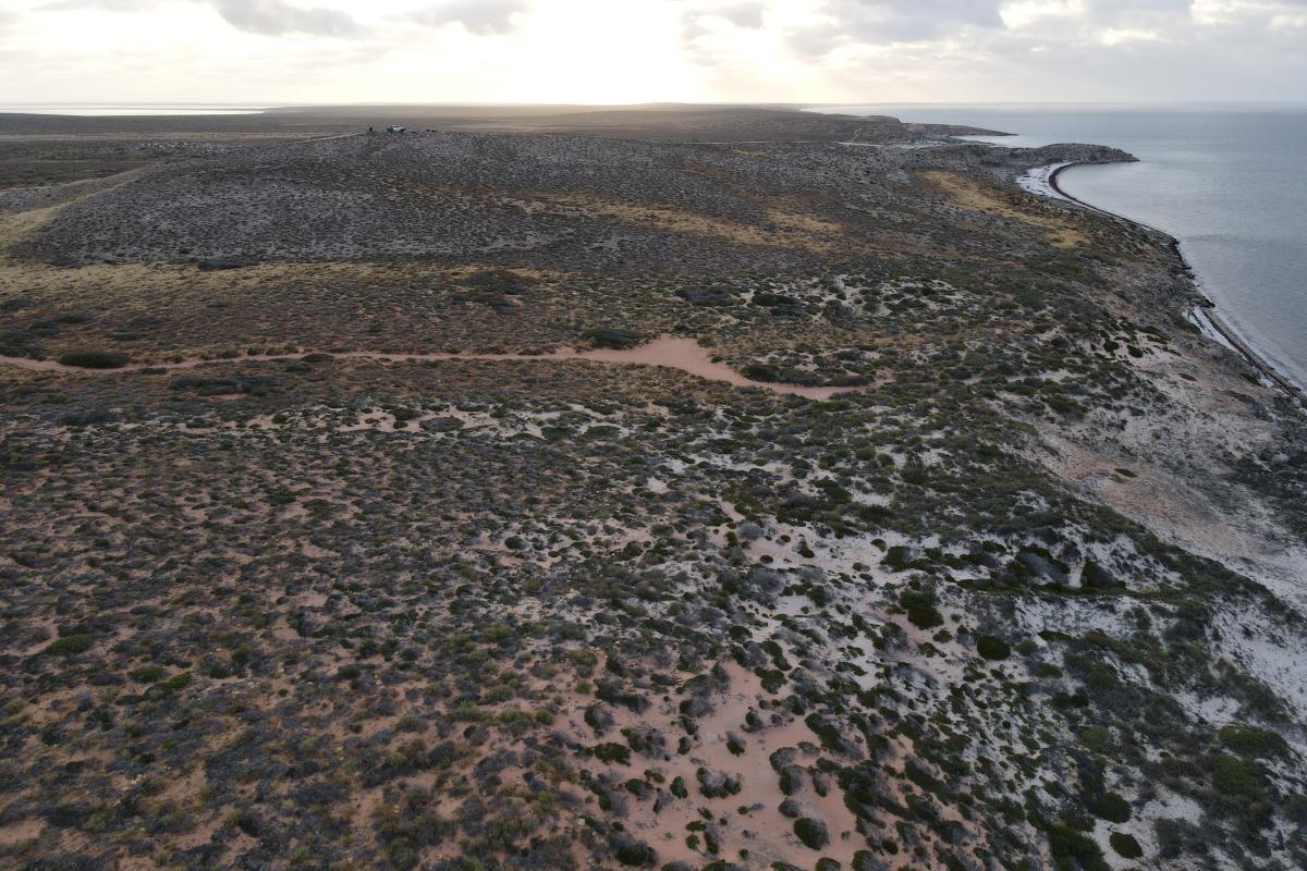 Aerial view of small green shrubs leading down to the beach. 