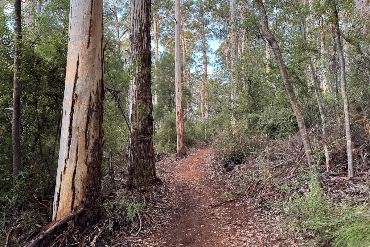 Walk trail through the karri forest in Greater Beedelup National Park Walk trail through the karri forest in Greater Beedelup National Park