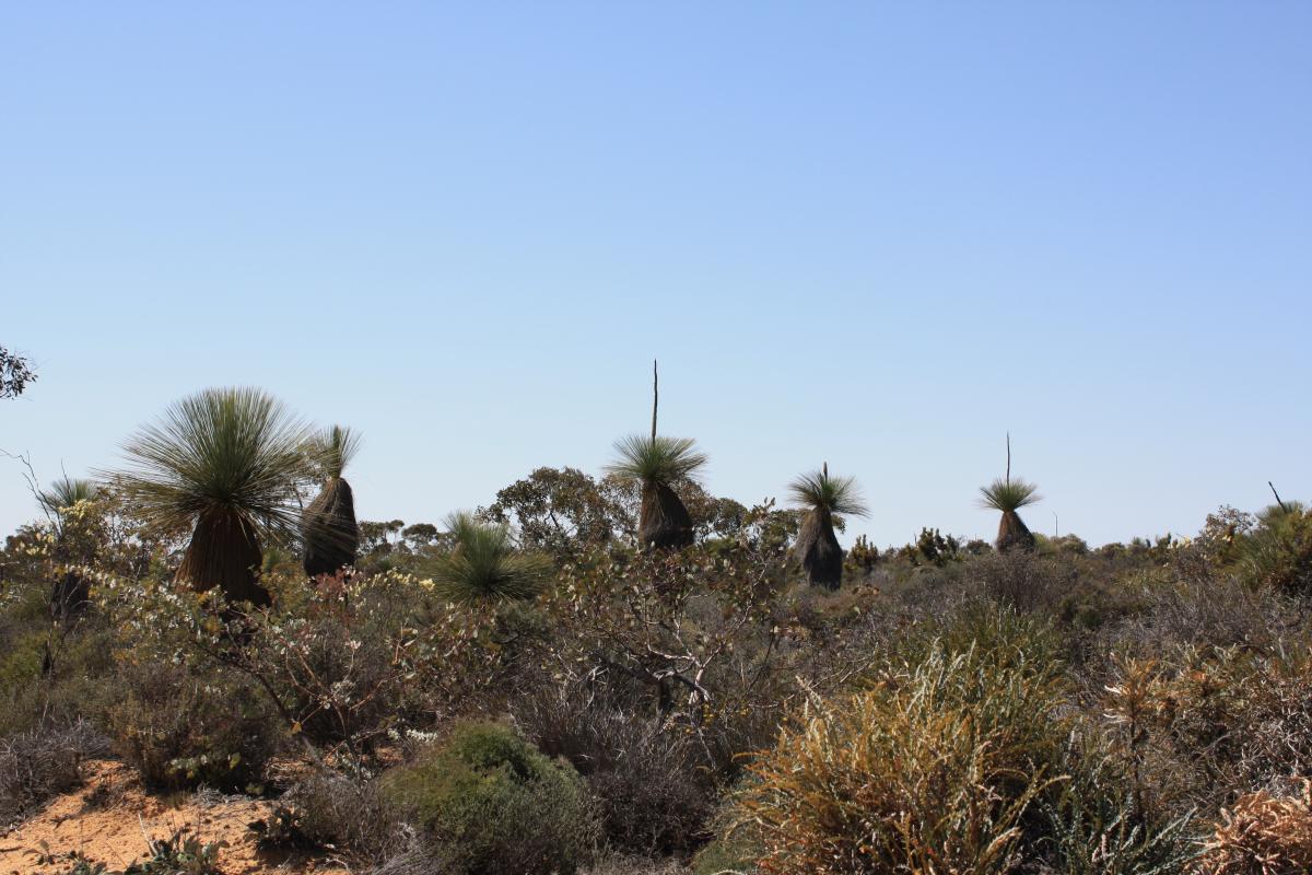 Tutanning Nature Reserve View of low shrubs with occasional grass tree.