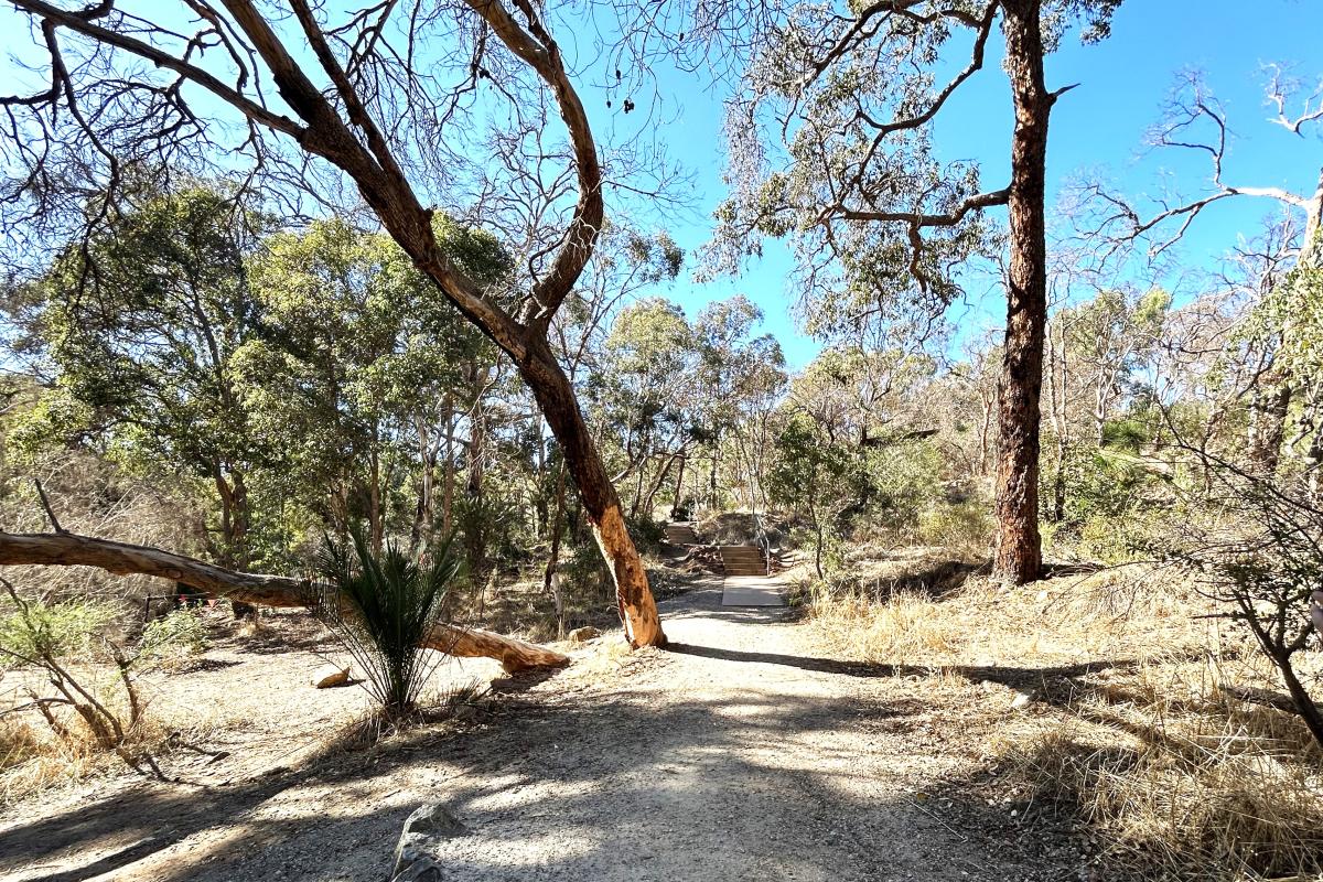 Lesmurdie Falls Dirt path leading to stairs with a large tree leaning off to the side.