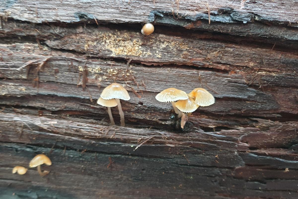 Close up of small white fungi on a wet log. 