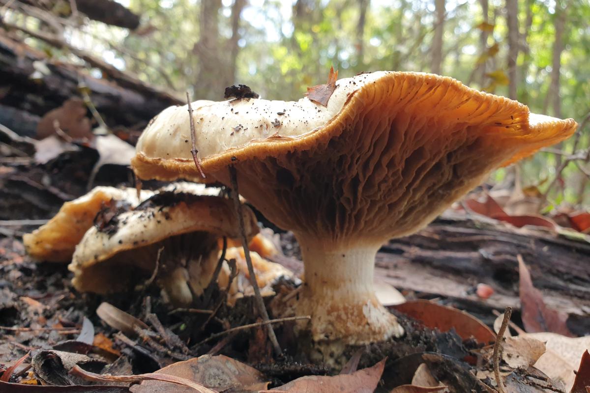 Close up of large mushroom shaped fungi. 