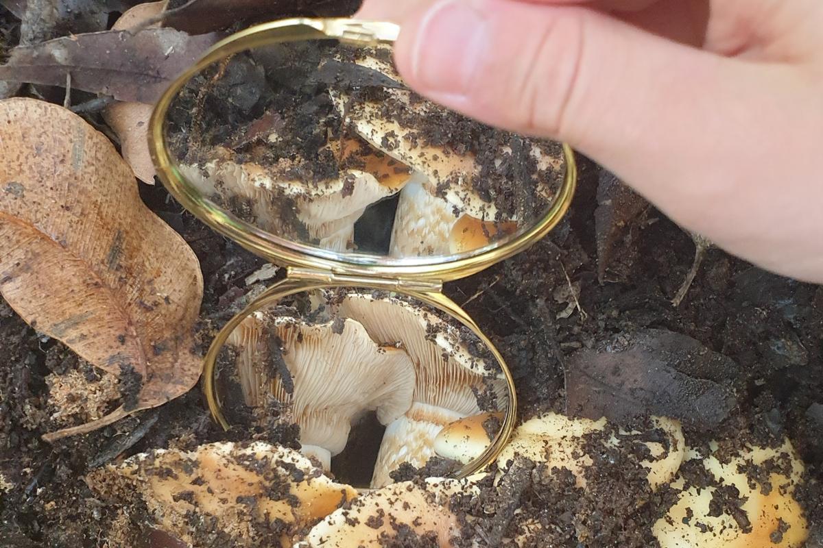 Close up of someone holding a mirror to show the underside of the fungi. 