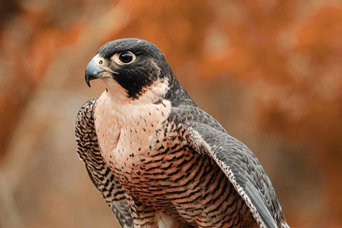Close up of large predatory bird. 