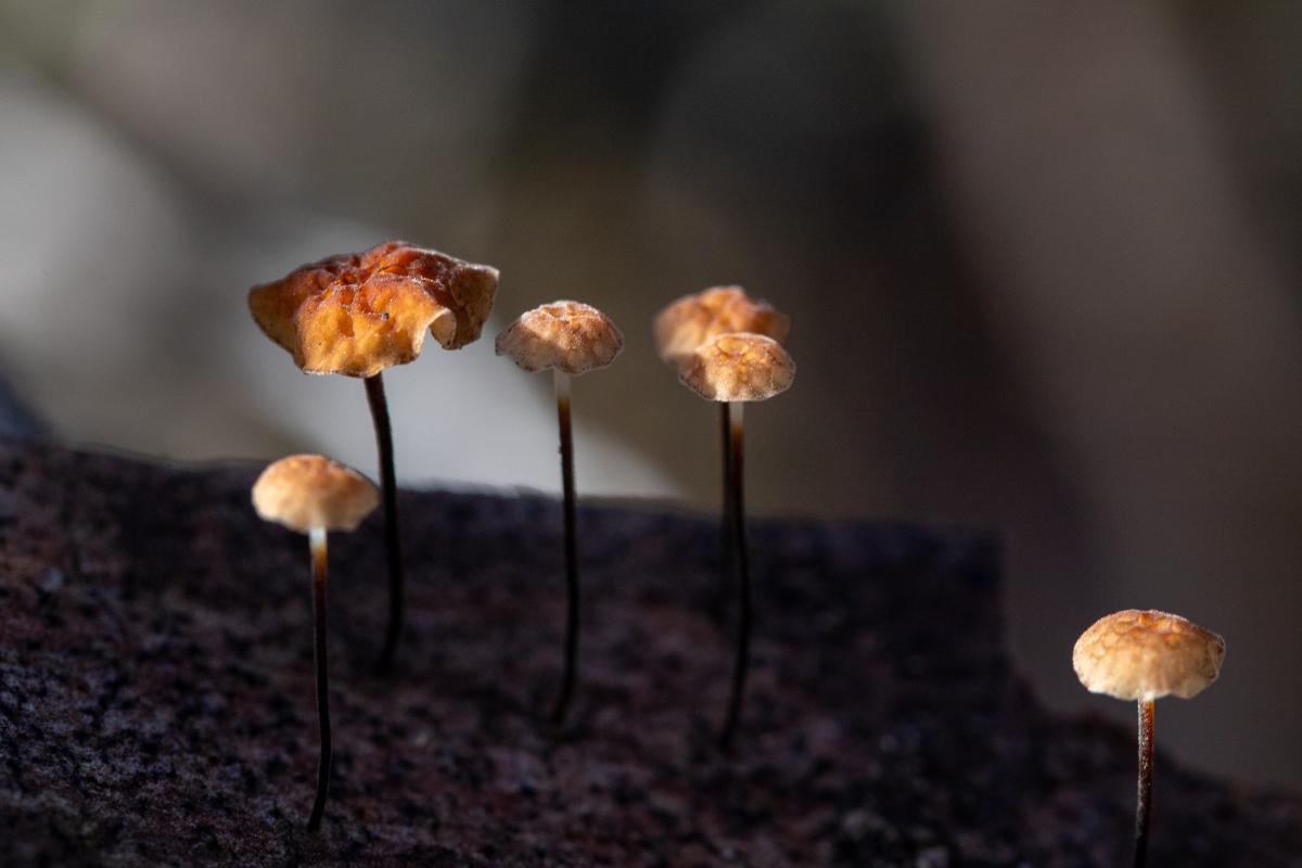 Close up of small stands of fungi on a wet log. 