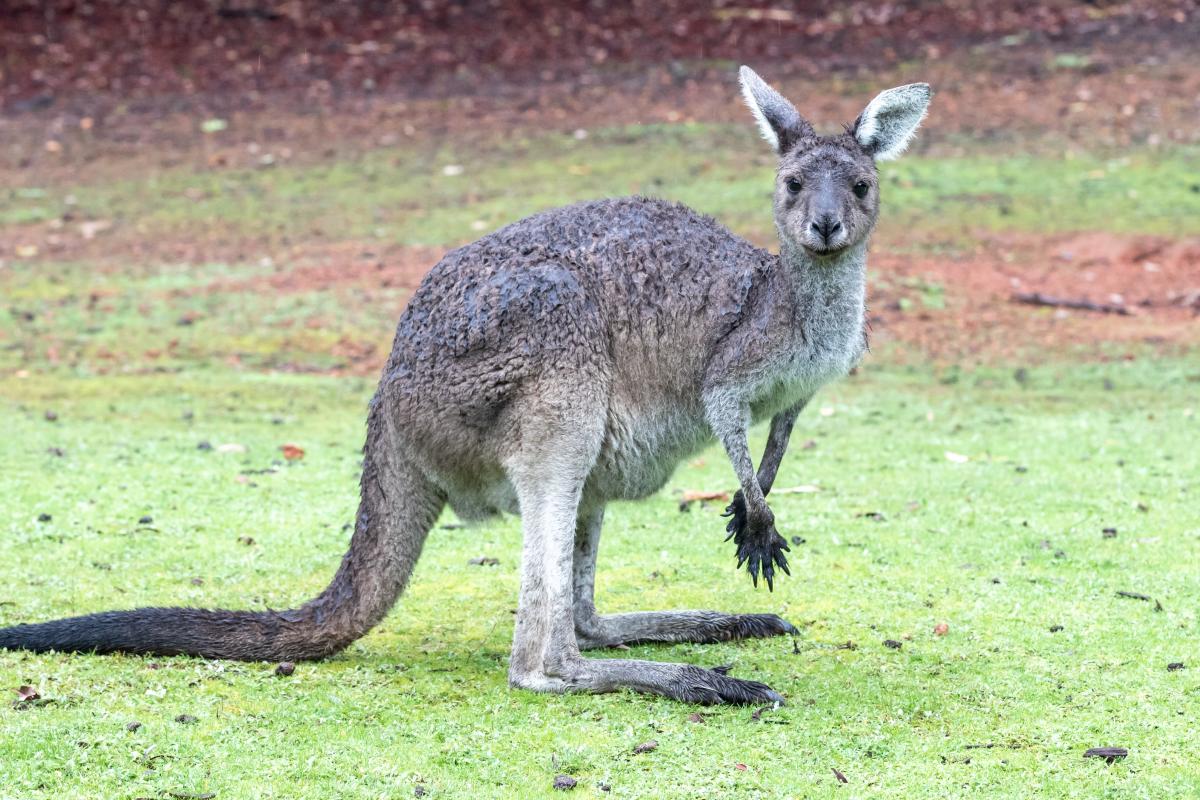 A wet kangaroo standing on green grass. 
