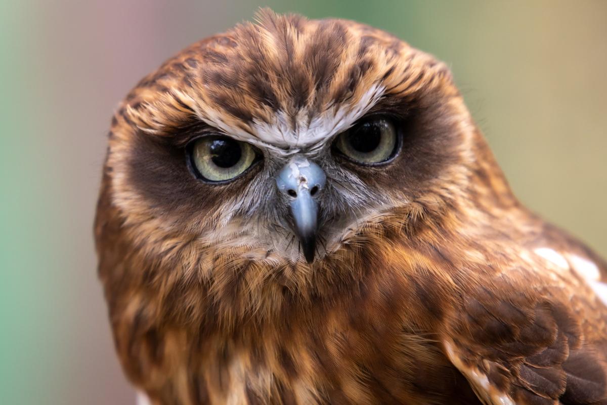 Close up of an owl. 