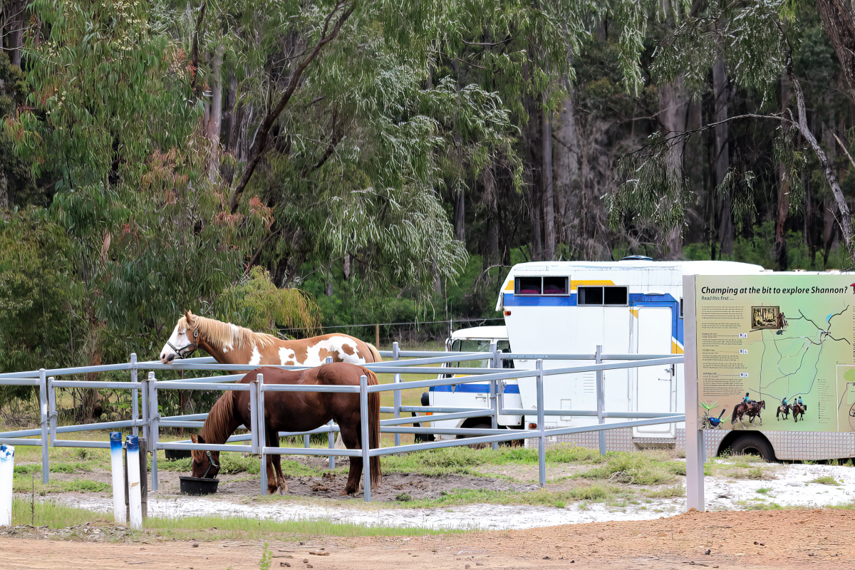 Shannon Horse Camp Horse in temporary pen near a horse trailer.