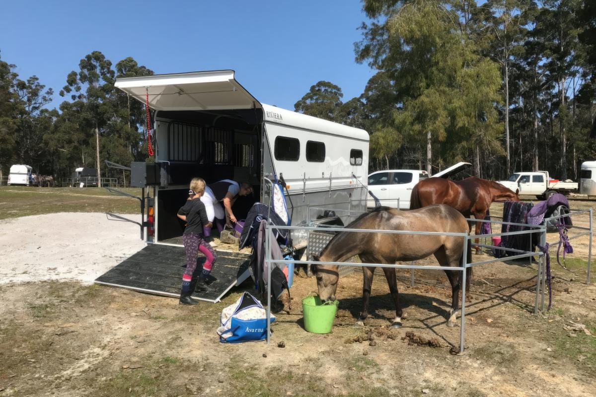 Shannon Horse Camp Horses behind fence next to horse trailer.
