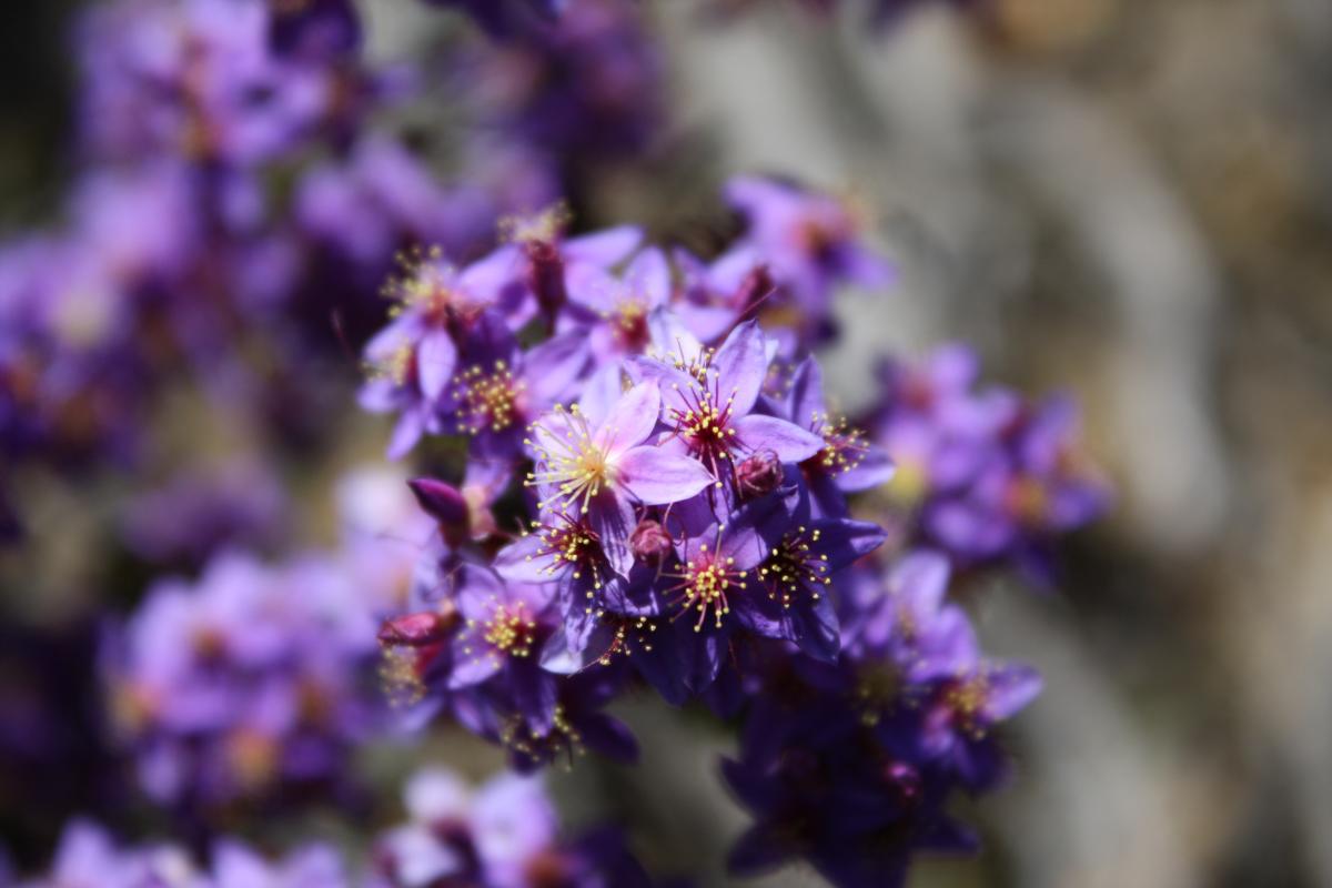 Tutanning Nature Reserve Close up of purple flower.