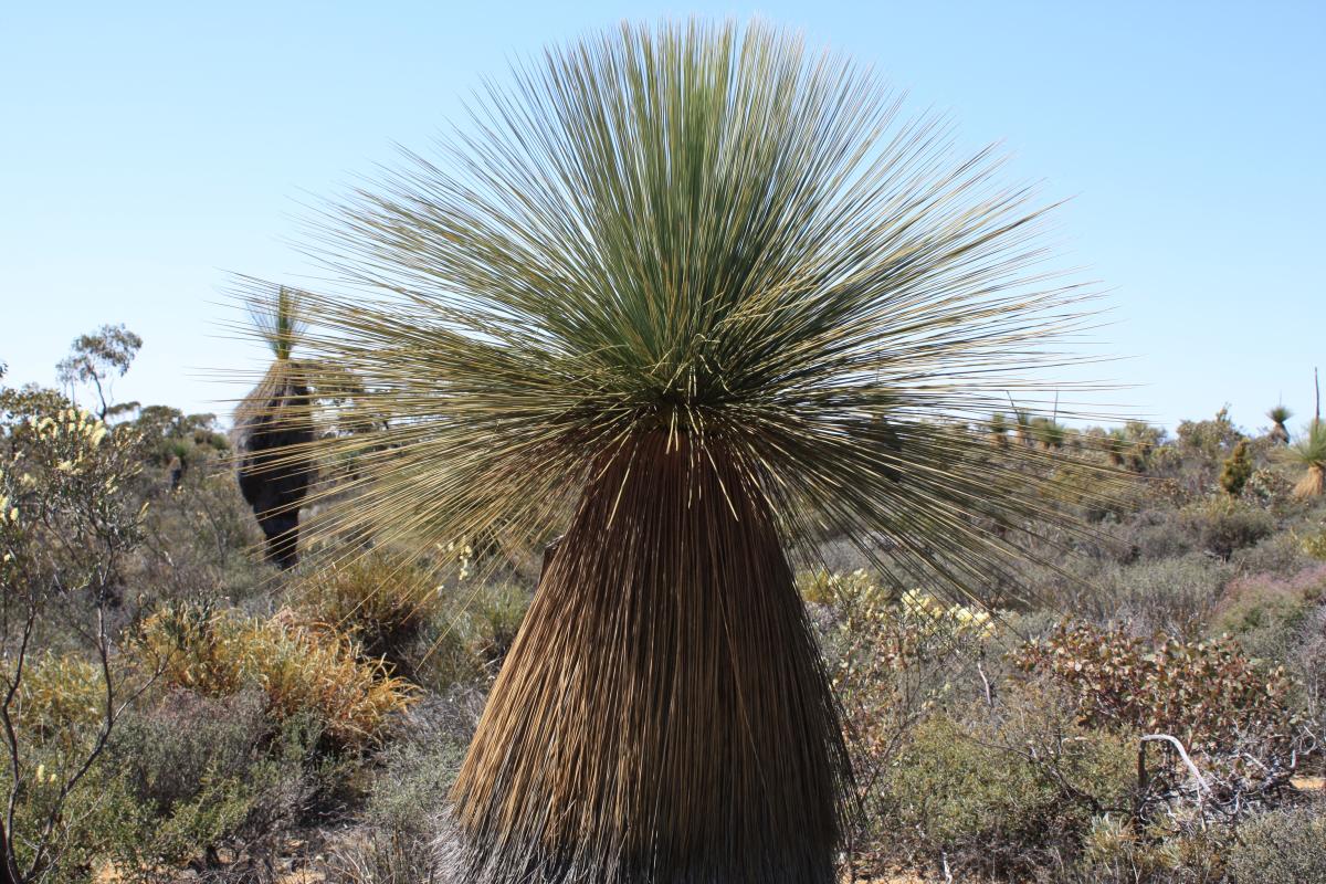 Tutanning Nature Reserve Close up of grass tree.