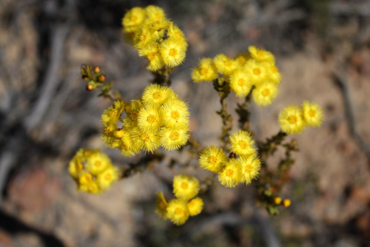 Tutanning Nature Reserve Close up of yellow flowers.
