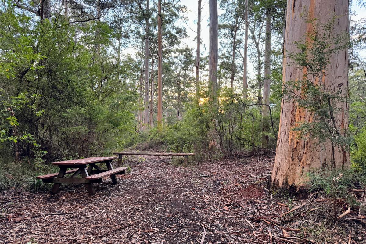 Picnic bench at the Walk-Through Karri