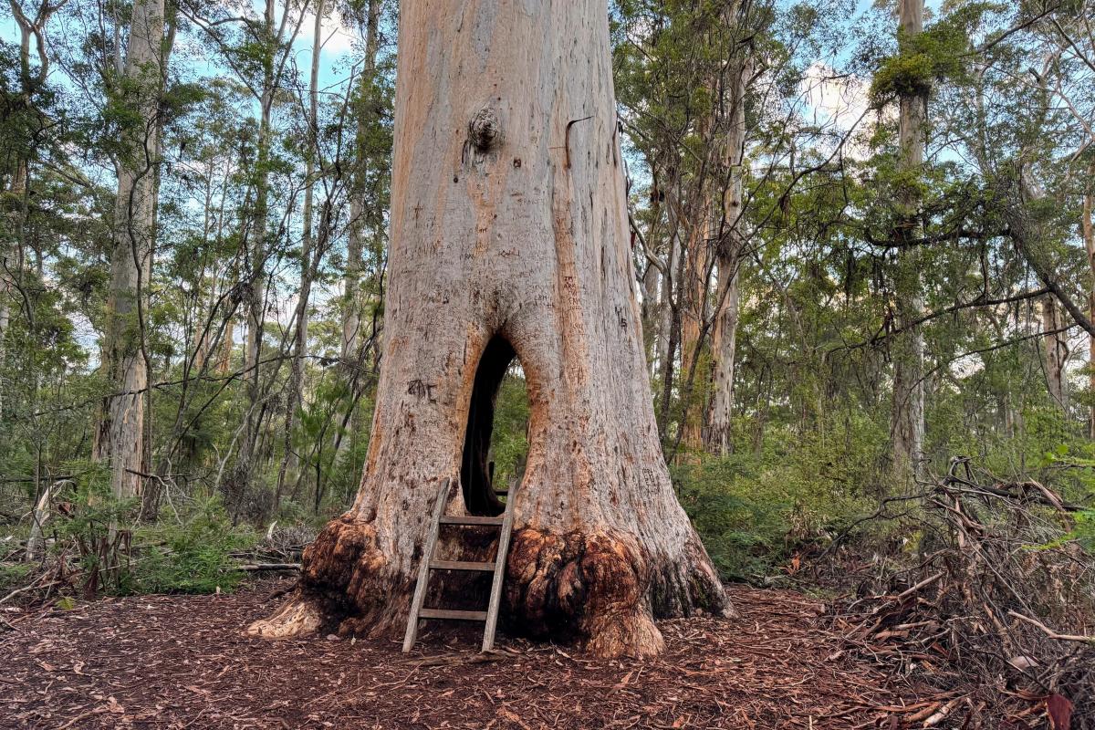 The walk-through karri in Greater Beedelup National Park