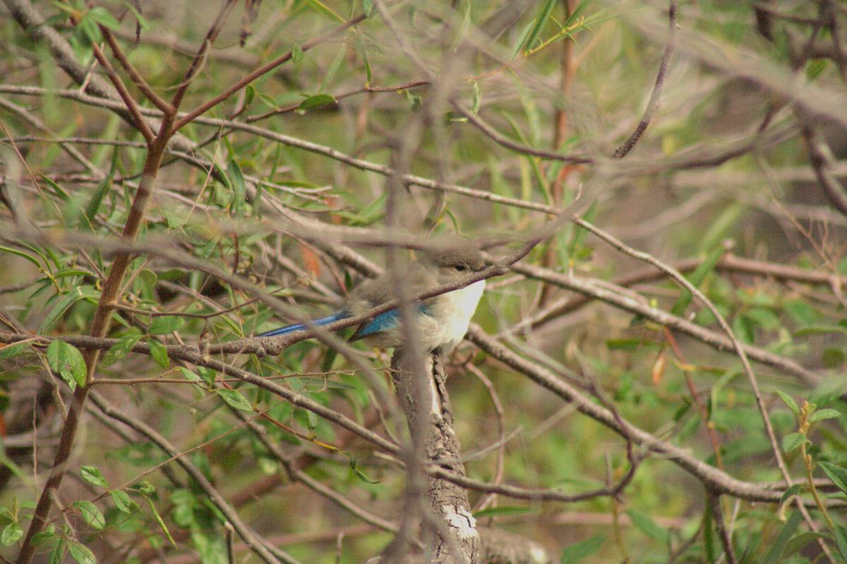 Small bird sitting in a tree. 