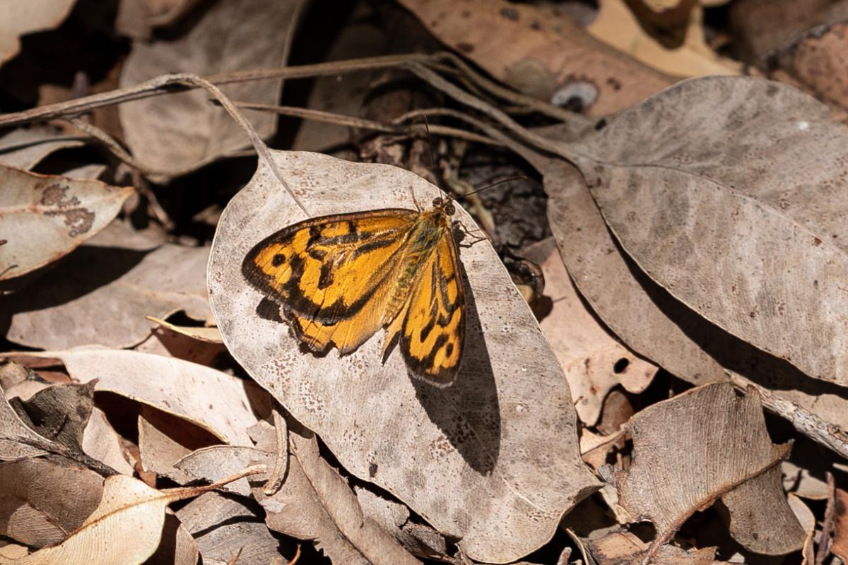 Orange and black butterfly on brown leaves. 