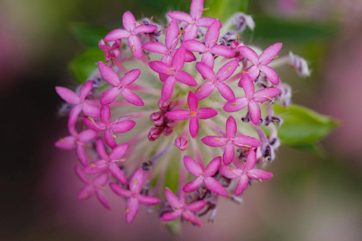 Close up of pink flower. 