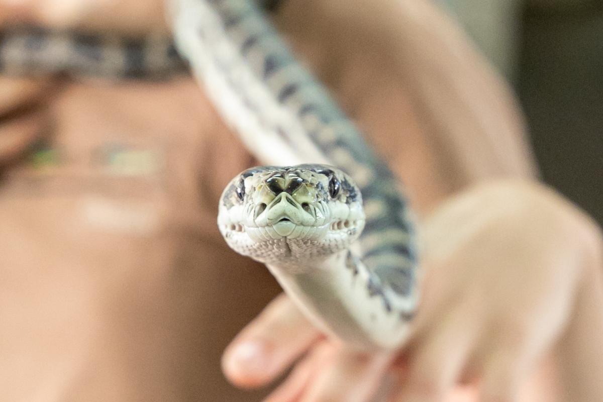 Close up of a snake being held by someone. 