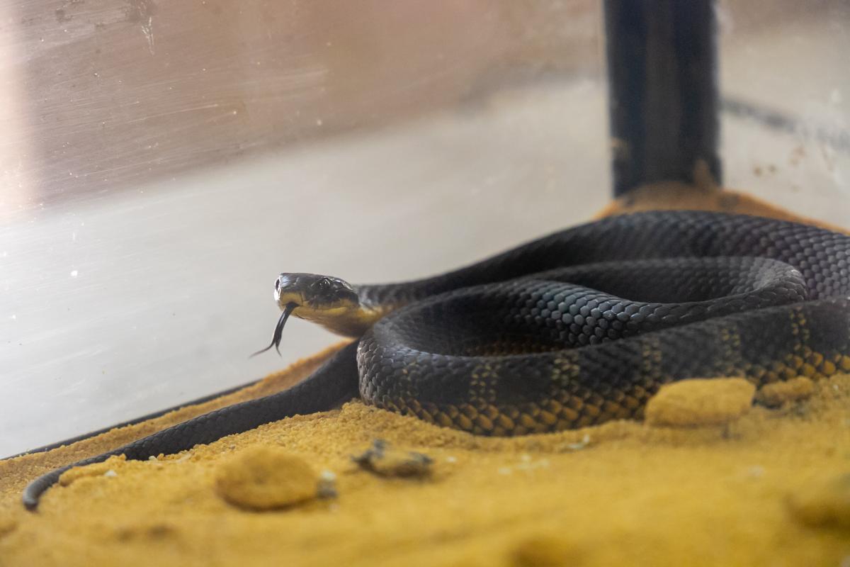 Dark coloured snake coiled in the corner of a glass tank.