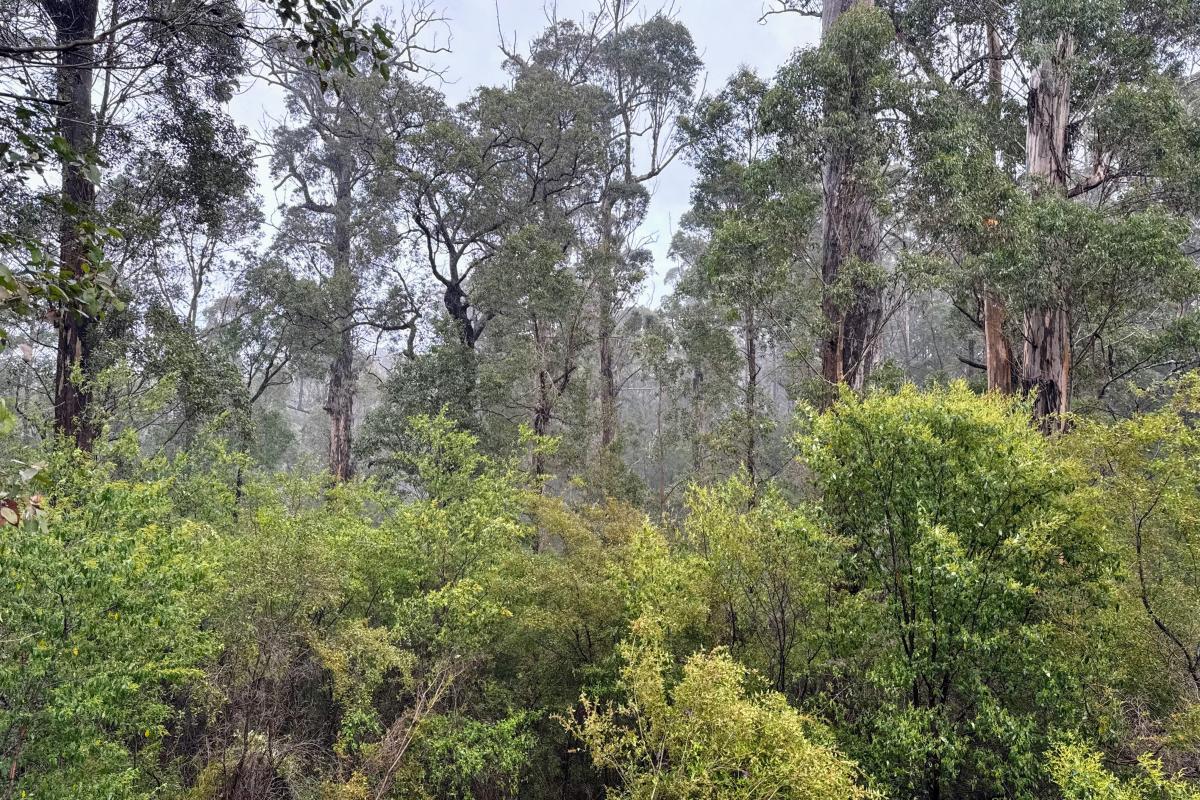 Boorara - Gardner National Park forest view