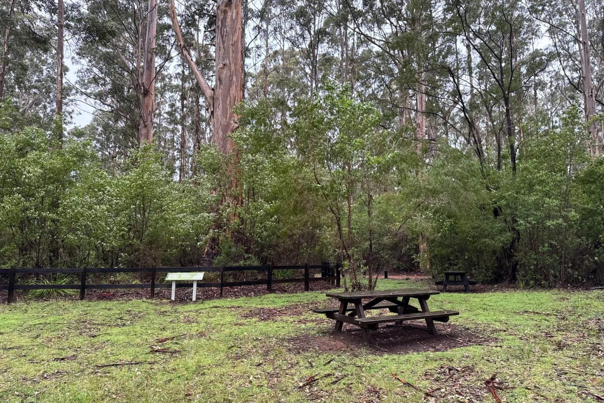 The Boorara Tree and picnic benches The Boorara Tree and picnic benches