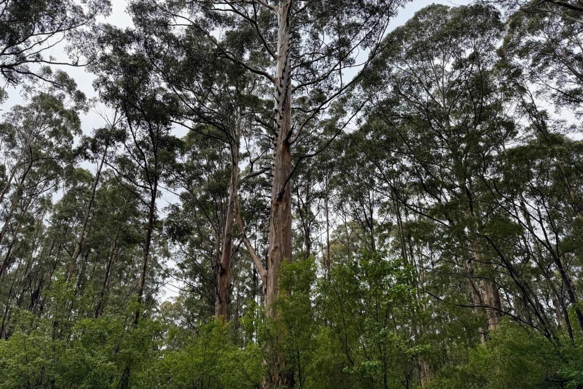 The Boorara Tree The Boorara Tree